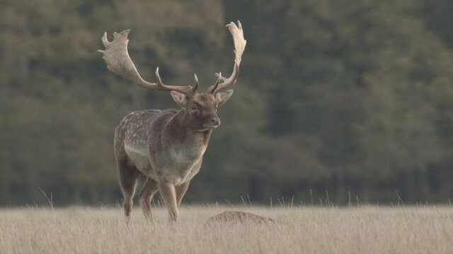 fallow deer mating season