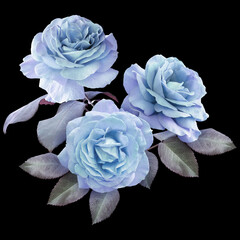 Blue roses isolated on black background. Floral arrangement, bouquet of garden flowers. Can be used for invitations, greeting, wedding card.