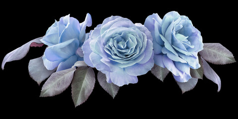 Blue roses isolated on black background. Floral arrangement, bouquet of garden flowers. Can be used...