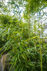 green leaves