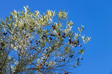 Black olive hanging Black olives hanging on the branches of an olive treeon the branch of an olive tree