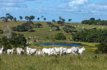Livestock. Nelore cattle in Bananeiras, Paraíba, Brazil