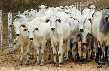 Livestock. Nelore cattle in Jacarau, Paraíba, Brazil.