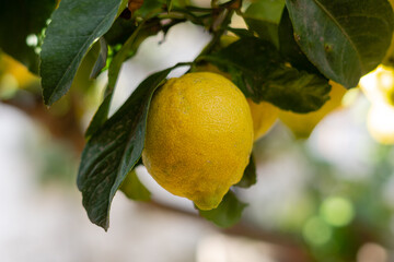 Lemon tree with fresh ripe yellow lemons with green leaves, ready for harvesting.