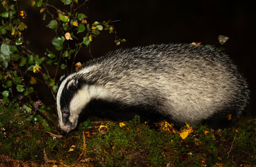Badger, Scientific name: Meles Meles.  Wild, Eurasian badger foraging on a wet, rainy Autumn  night and sniffing at a mushroom.  Facing left.  Close up.  Space for copy. © Moorland Roamer