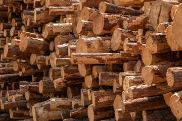 Pile of logs in the forest. Forest management