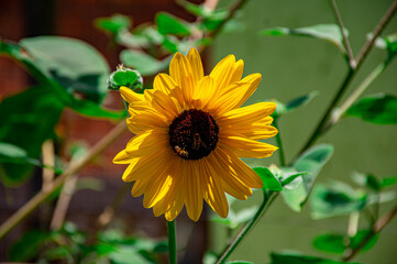 Girassol com abelhas