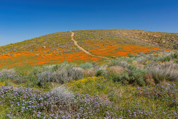 Wild flower blossom at Antelope Valley