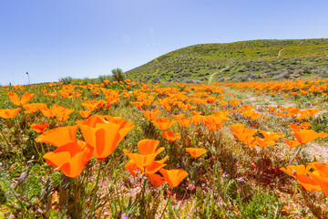 Wild flower blossom at Antelope Valley