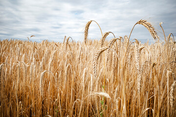 Erntereifes Getreidefeld auf Ackerland an einem kalten bewölkten Tag vor dem Regen  