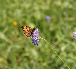 Fabriciana adippe | Moyen nacré, petit papillon vu de dessus posé, ailes déployées posé sur une fleur 