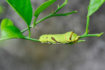 green caterpillar on a leaf