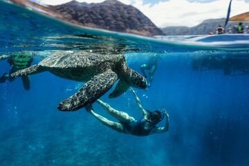 Swimming with Hawaiian Green Sea Turtles 
