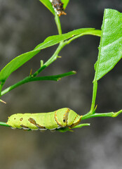 green caterpillar on a leaf