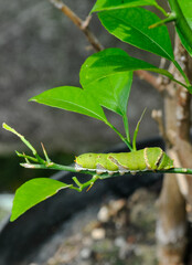 green caterpillar on a branch