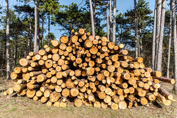 Holzstapel im F&ouml;hrenwald