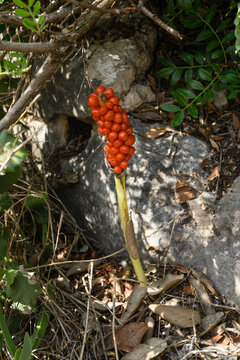 giftiger Italienischer Aronstab