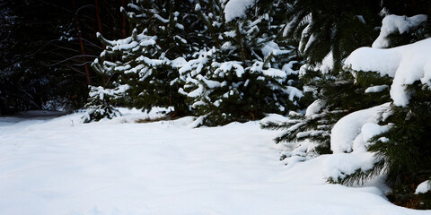 Winter background texture forest landscape with snow-covered trees. Copy space.