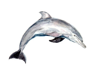 dolphin jumping on a white background watercolor