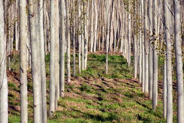 Hileras de árboles en un bosque de álamos en otoño - obrazy, fototapety, plakaty