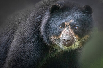 Obraz na płótnie Canvas portrait of a south american black bear