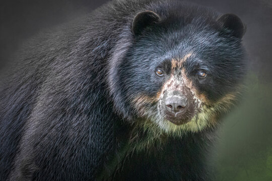 portrait of a south american black bear