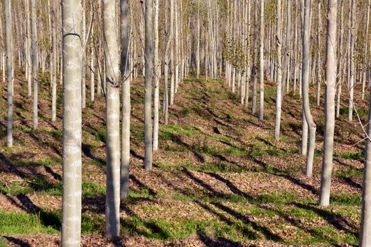 Hileras de &aacute;rboles en un bosque de &aacute;lamos en oto&ntilde;o