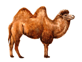 bactrian camel on white background watercolor