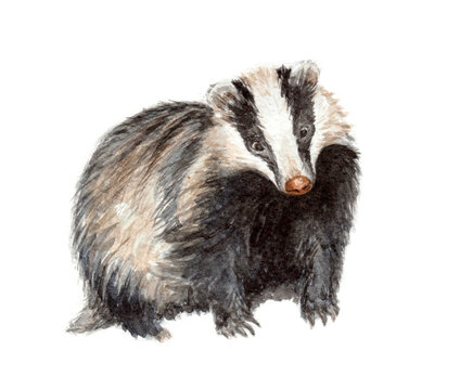 badger on white background watercolor