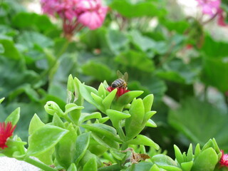 Bee on a flower. Closeup shot. 