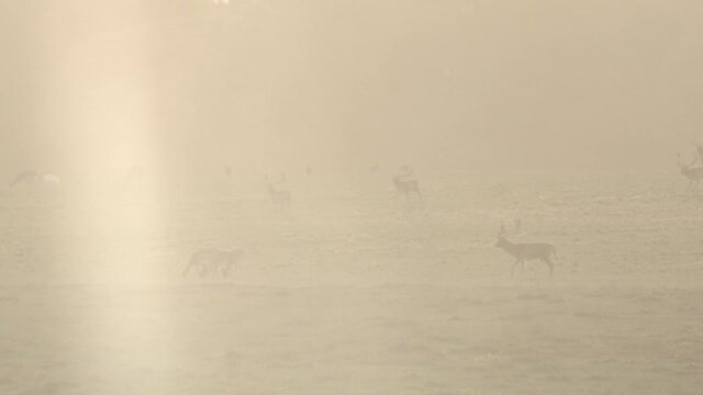 fallow deer rutting season in denmark