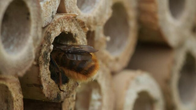 Bee carrying something lands at hole in bamboo in bee hotel