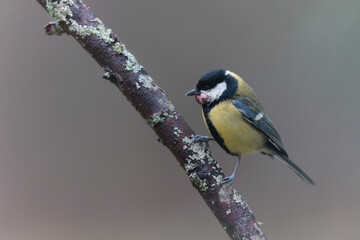 Great Tit Parus major infected by a poxvirose