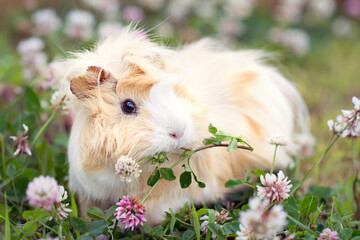 guinea pig