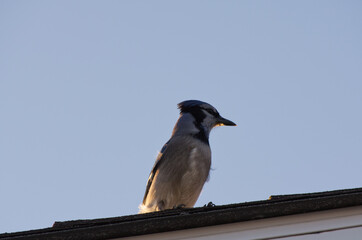 Blue Jay on a Roof