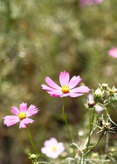 コスモス
