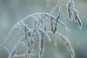 Close-up of beautiful frost on the grass and leaves frosty misty autumn morning