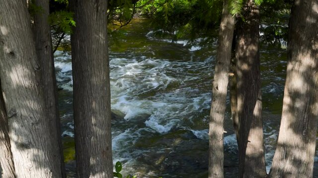 River water flowing, behind forest trees; Ocqueoc Falls River over rocks in Northwest Michigan in late summer--late morning. 427