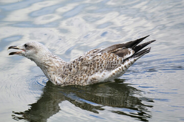 Portrait einer Mantelmöwe an der Ostsee. Möwen sind Allesfresser.