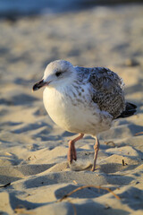 Portrait einer Mantelmöwe an der Ostsee. Möwen sind Allesfresser.
