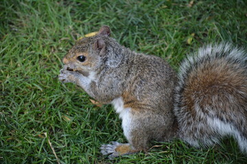 Naklejka na ściany i meble squirrel on the grass