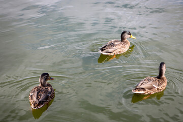 Stockenten in einem Teich. Die Stockente ist eine Vogelart und gehört zu den Entenvögeln.