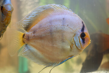 Diskusfische in einem Aquarium. Discusfische sind Buntbarsche.
