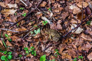 couple of frogs in the forest