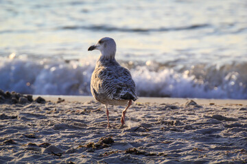 Portrait einer Mantelmöwe an der Ostsee. Möwen sind Allesfresser.