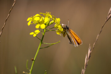 Ein Dickkopffalter sitzt auf der Blüte einer Wiesenpflanze.