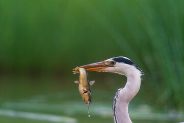 The grey heron (Ardea cinerea)