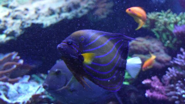 Angelfish swimming with blue tang in reef that is in man made aquarium.
