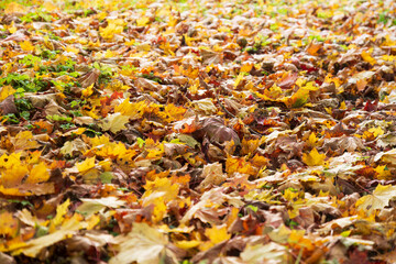 dry fallen maple leaves, orange autumn background, foliage underfoot