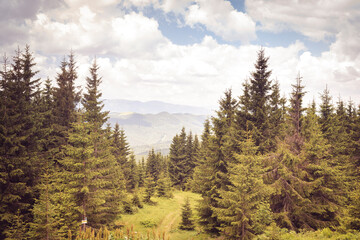 Panorama of a beautiful view of a mountain range with fir trees